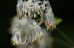 Waxyleaf meadow-rue